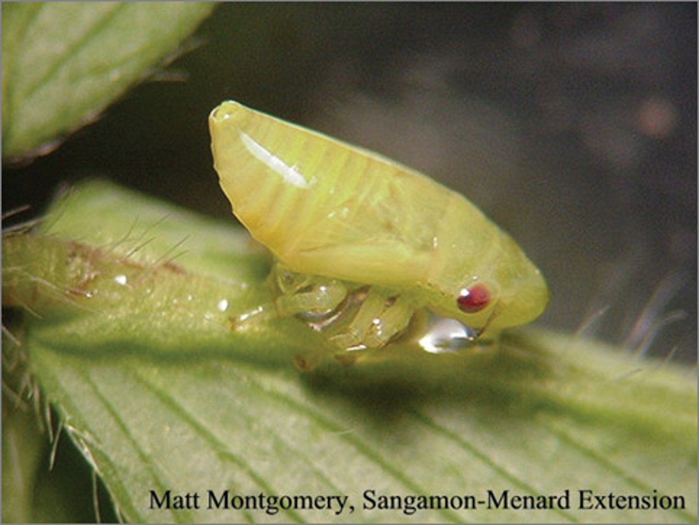 <p>Same as froghoppers but known by diff names depending on life stage or appearance. It is the nymph stage</p>
