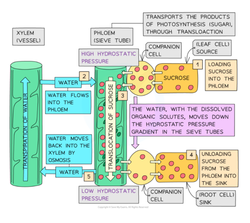 <p>First, sucrose (carbohydrates) are produced by the source. </p><p>Then, the sucrose is actively transported from the companion cells into the companion cells, and from the companion cells into the sieve tube elements.</p><p>There is high sucrose concentration in the phloem sieve tubes (phloem loading). As a result, water moves into the phloem sieve tubes from the xylem by osmosis. </p><p>Since water is incompressible, hydrostatic pressure builds up in the sieve tubes. </p><p>The increasing hydrostatic pressure moves water and nutrients from source to sink. </p><p>Sucrose is actively transported into the sink, where it is used either for respiration or stored as a starch. </p>