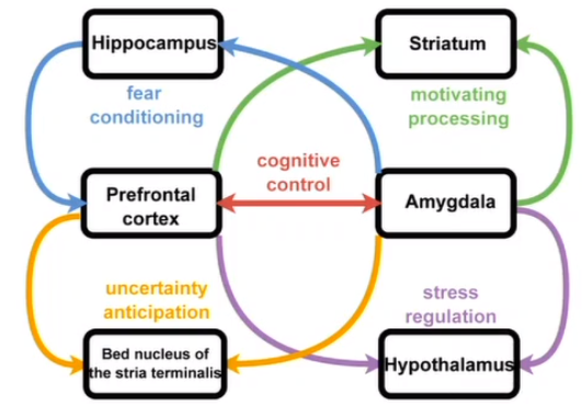 <ol><li><p>Hippocampus</p></li><li><p>Amygdala</p></li><li><p>PFC</p></li></ol>
