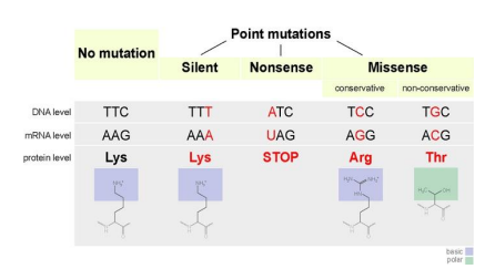 <p>Silent mutation</p>