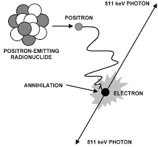 <p><span>Picks up on the <em>energy</em> emitted from an <strong>annihilation</strong> interaction between an <u>electron</u> and a <u>positron that’s lost energy</u> – <em>positively charged electron</em></span></p>