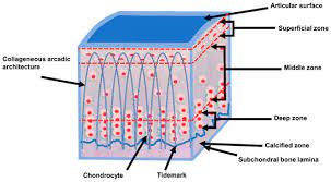 <p><span>Spherical Cell</span></p>