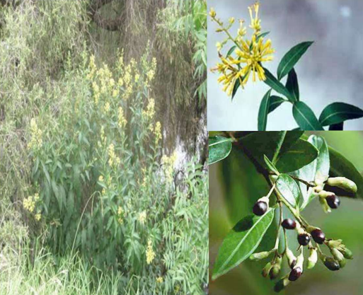 <p>What is this?</p><p>What toxin does it have?</p><p>What is the result?</p>