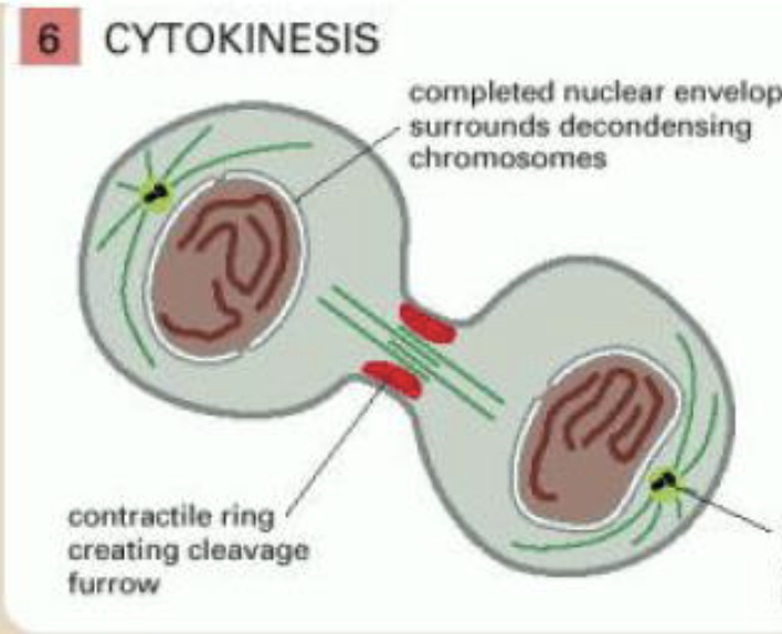 <p>cytokinesis</p>
