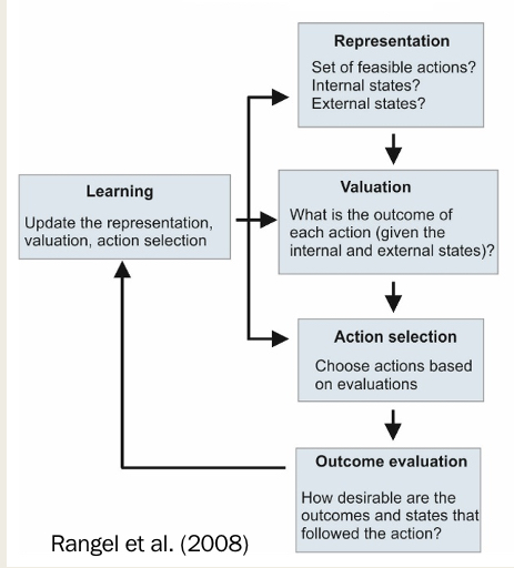 <ul><li><p>sequence of automatic and/or conscious processes leading to simple or complex decisions</p></li><li><p>Areas involved: orbitofrontal, cingulate, ventromedial prefrontal etc.</p></li></ul><p></p>