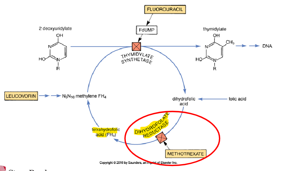 <p>ex: <strong>Metho<u>trex</u>ate </strong>(<em>rhema</em><strong><em>trex</em></strong><em>, </em><strong><em>trex</em></strong><em>all</em>); inhibits an enzyme in folic acid activation→ prevents folic acid synthesis (needed for DNAsynthesis), also induces apoptosis <span><br>– S-phrase specific </span></p>