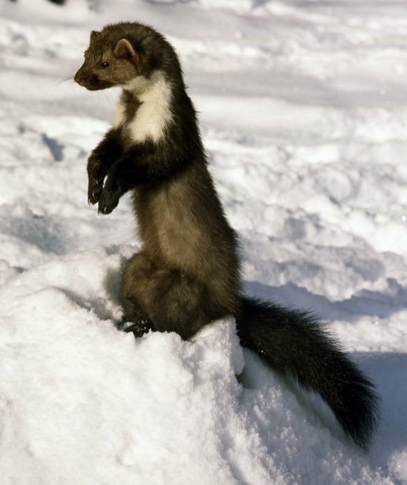 <p>zařaď živočicha do systému</p><p>Třída - řád - čeleď - druh čeština (latina)</p>