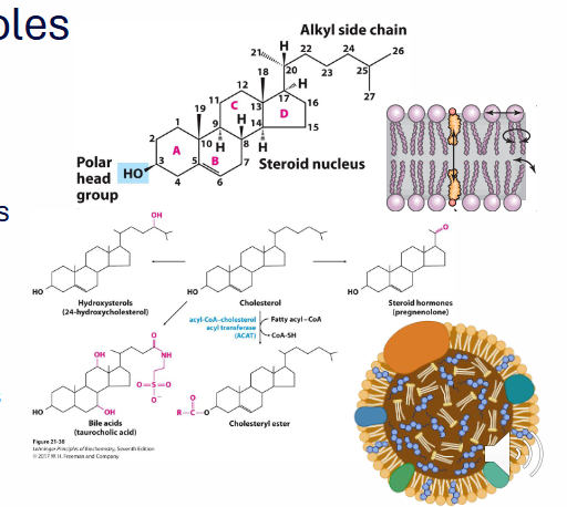 <p>- sterol made by animals (including humans)</p><p>- membrane component</p><p>- production of other molecules (Vitamin D, steroid hormones, Bile Salts)</p><p>- Lipoprotein particles (mobilisation, transport of lipids in bloodstream)</p><p>DIAGRAM ON SLIDE 4</p><p>- its a molecule with a hydroxyl group (polar head) and steroid nucleus (made of 4 fused cyclohexane rings)</p>