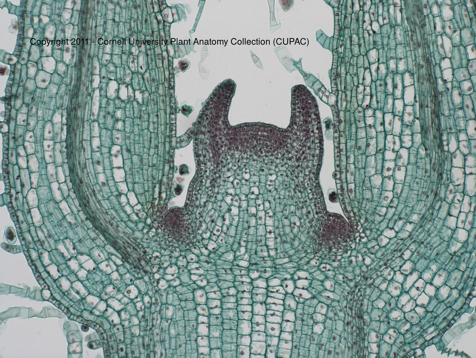 term image