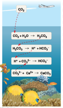 <p>Carbon dioxide (CO2) dissolves in the ocean to become carbonic acid (H2CO3). The carbonic acid (H2CO3) then dissasociates, and releases an H+. This H+ reacts with carbonate ions (CO3²-). These carbonate ions are needed for the calcification of coral. Essentially the H+ from the carbonic acid “takes the bricks away” from coral, taking away needed material to make it grow.</p>