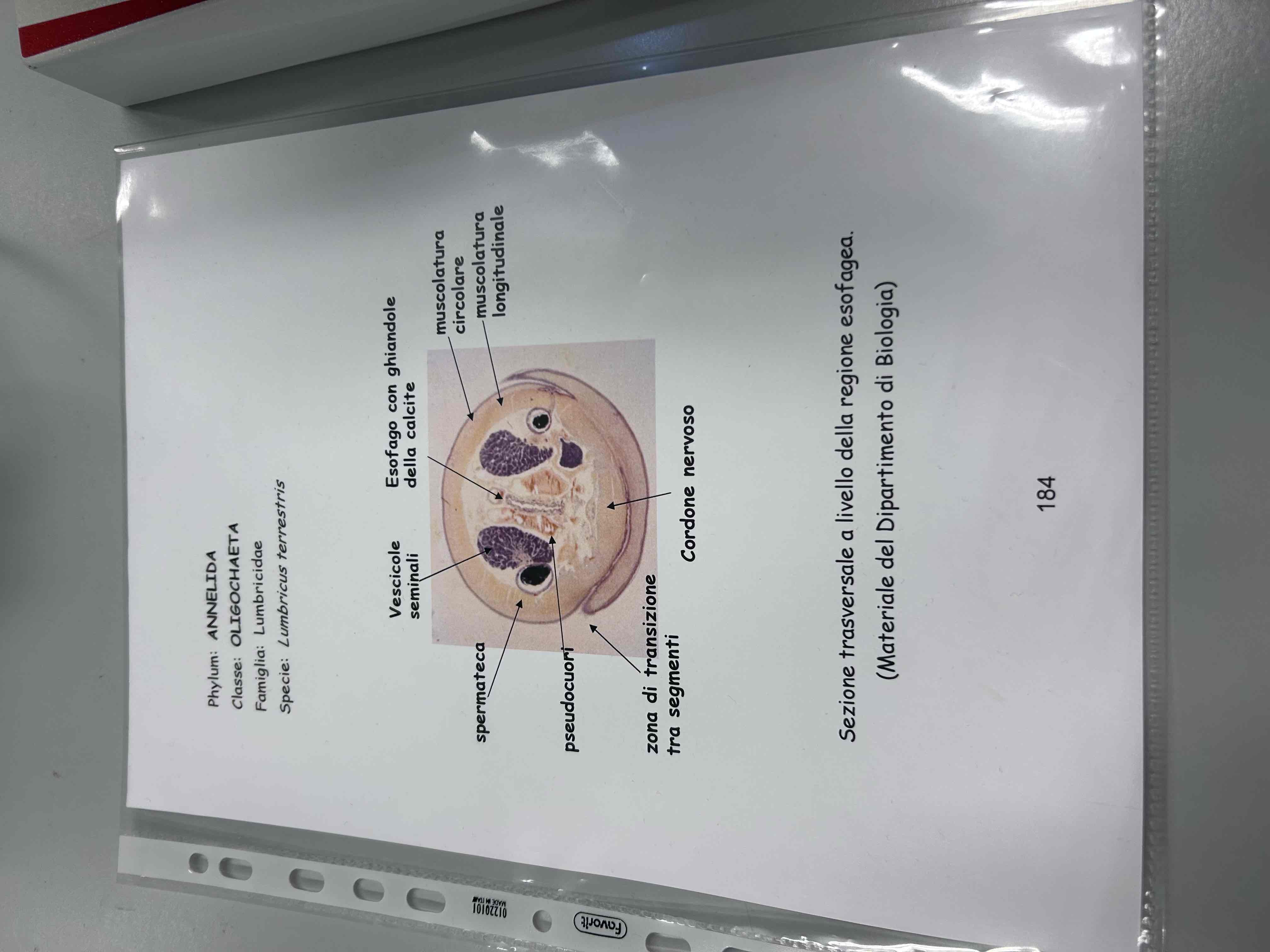 <p>Anellidi</p><p>Clitellati</p><p>Oligocheti</p><p>Lumbricus terrestris (sezione)</p>