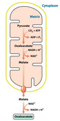 In the forward direction (i.e., in glycolysis) phosphoenolpyruvate is converted to pyruvate.

In the reverse direction (i.e., in glucogenogenesis), pyruvate needs to be converted to phosphoenolpyruvate.

In Mitochondria:
- *pyruvate* enters the mitochondria
- in the mitochondria, pryuvate is converted to *oxaloacetate* (by pyruvate carboxylase)
- oxaloacetate cannot leave the mitochondria, so it is converted into *malate* (by mitochondrial malate dehydrogenase)
- the malate then leaves the mitochondria for the cytosol

In cytosol:
- in the cytosol, malate is converted back to *oxaloacetate* (by cytosolic malate dehydrogenase)
- oxaloacetate is converted to *phosphoenolpyruvate* (by phosphoenolpyruvate carboxykinase) <-- requires *GTP*