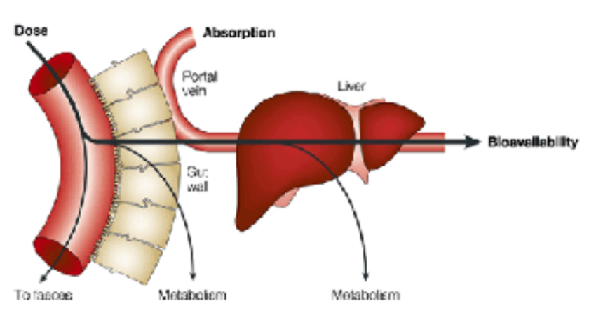 <p>PHOTO What does the first-pass metabolism diagram illustrate?</p>