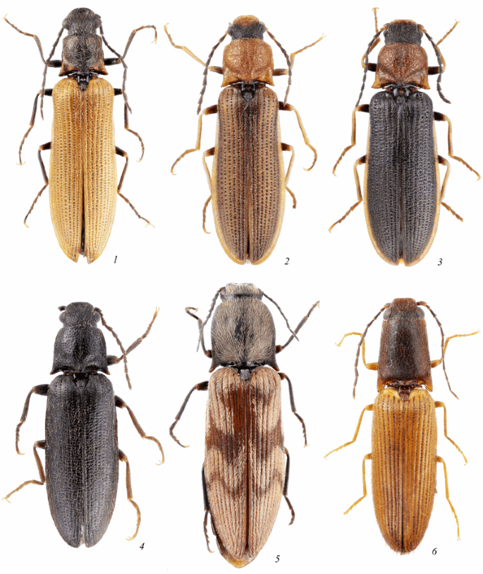 <p>Click Beetles</p><p>Order Coleoptera</p>