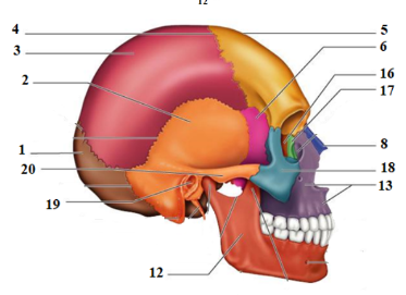 Name the bone. #1