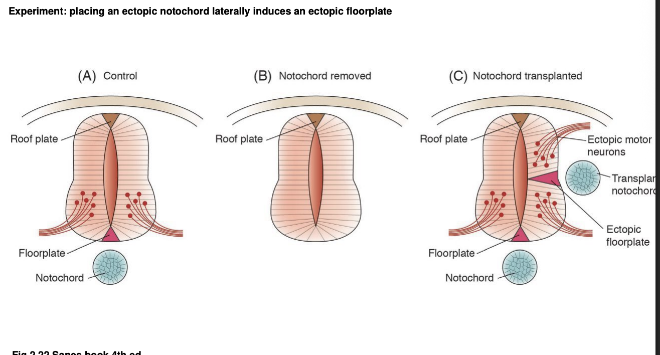 <p>Procedure: ectopic tissue grafts</p><p>results:</p><ul><li><p>Notochord removal→ <strong>prevents</strong> formation of floorplate →<strong>necessity</strong></p></li><li><p>Notochord addition on the lateral side→ <strong>ectoptic </strong>floorplate→ <strong>sufficienty</strong></p><ul><li><p>complete with correspndinng complement of ventral motor neurons</p></li></ul></li></ul><p></p>