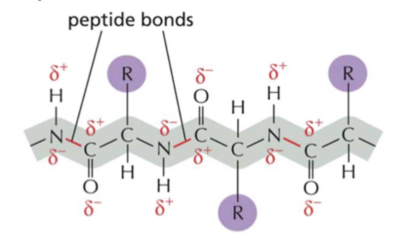 <p>Peptides have the same amino acid backbone and the AAs are differentiated by their side chains (residues).</p>