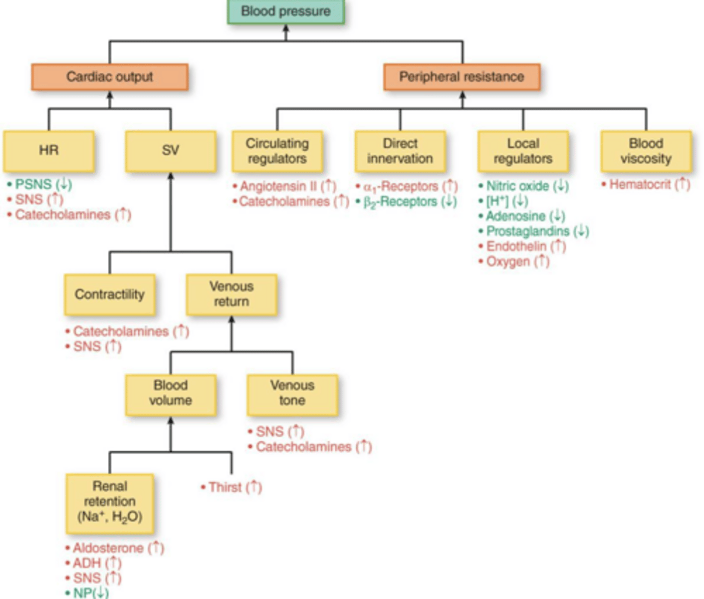 <p>Cardiac output (CO) and total peripheral resistance (TPR).</p>
