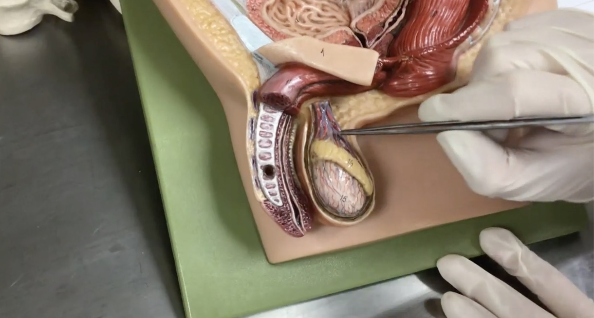 <p>Description: Paired, oval-shaped male gonads located in the scrotum</p><p>Relationship: Produces sperm cells and sex hormones</p>