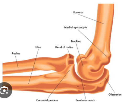 <p>Inserts on the olecranon process; extends the elbow.</p>