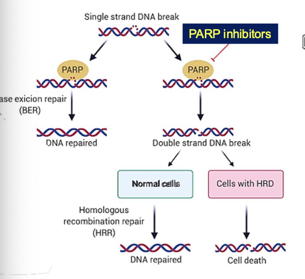 <p>MOA of Olaparib?</p>