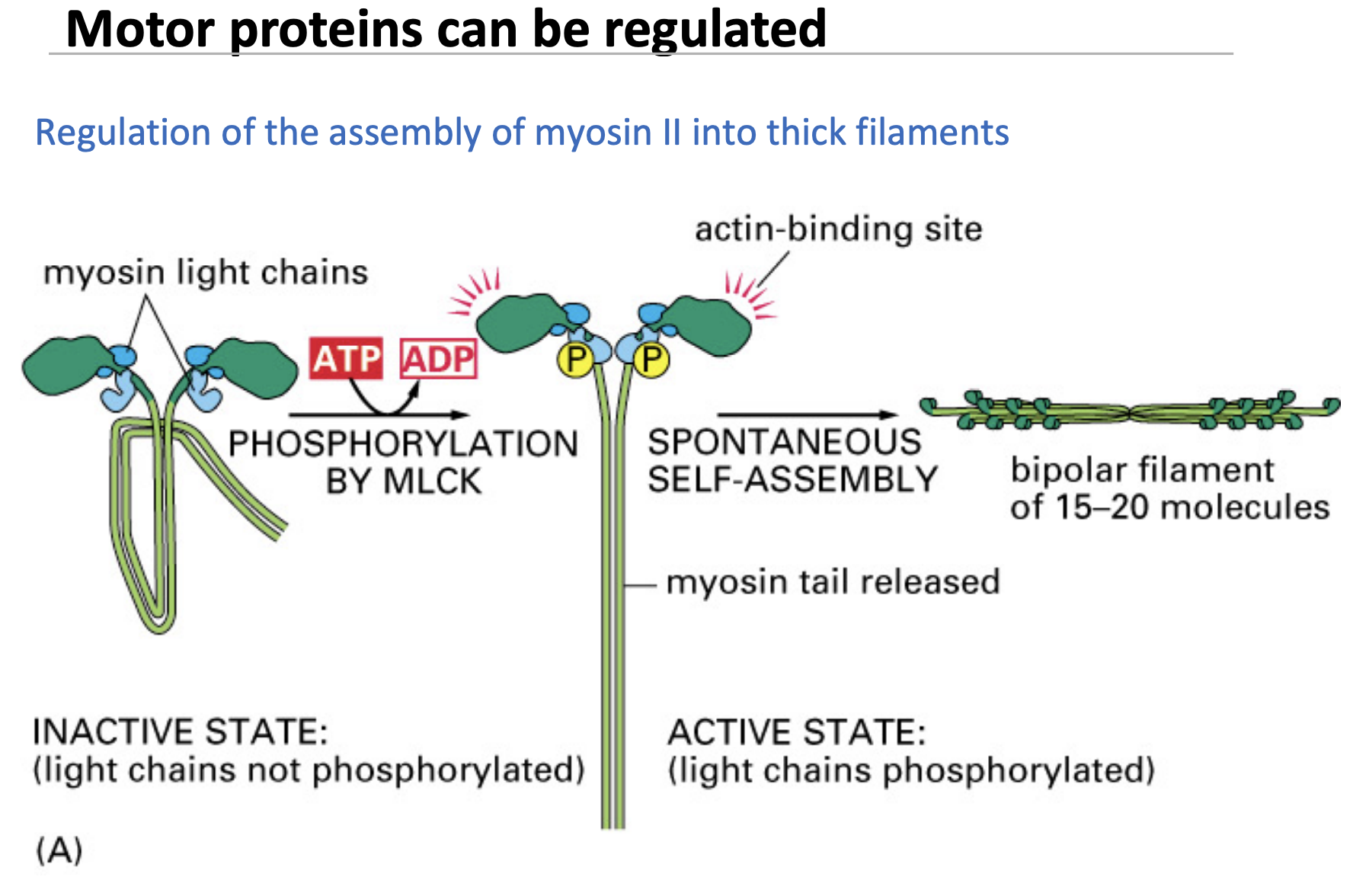 <p><strong>I</strong>nactive <strong>myosin </strong>is folded and cannot function.<br>- Phosphorylation (by MLCK) unfolds myosin, allowing it to interact with actin.</p><ul><li><p><strong>Once activated, myosin self-assembles into thick filaments that drive contraction.</strong><br><span data-name="check_mark_button" data-type="emoji">✅</span> <strong>Regulation ensures myosin is only active when needed, preventing unnecessary energy use.</strong></p></li></ul><p></p>