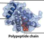 <p>whole structure of protein</p>