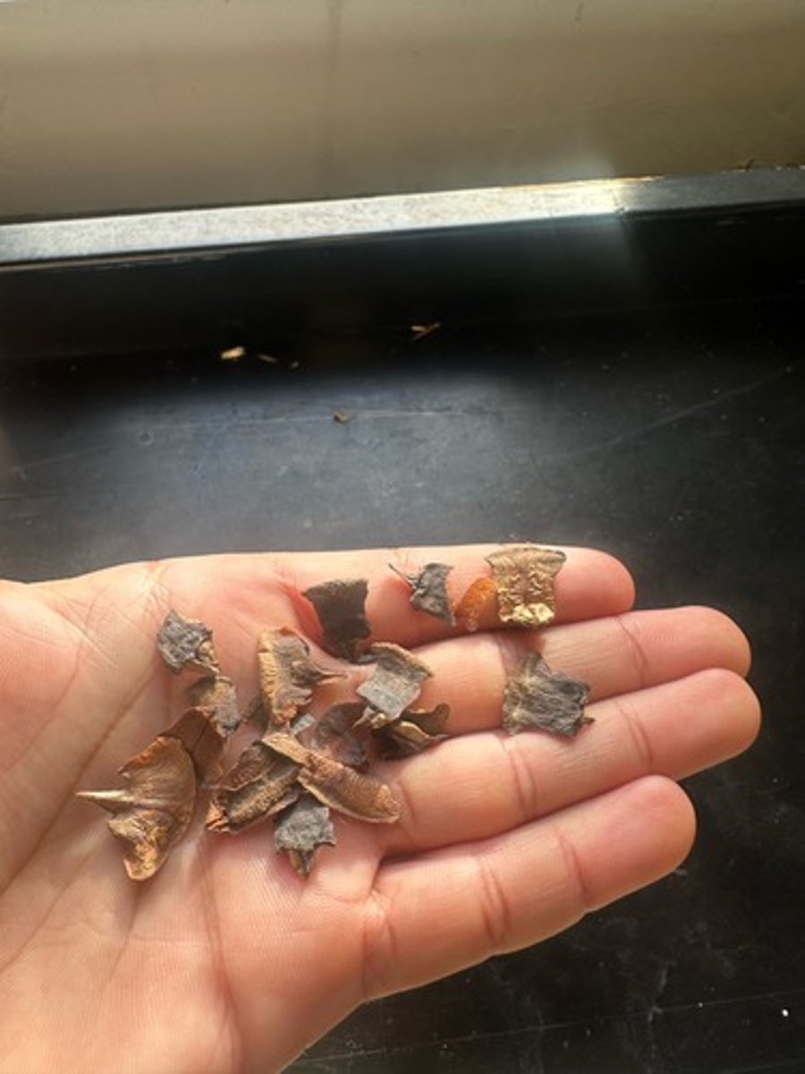 knowt flashcard image