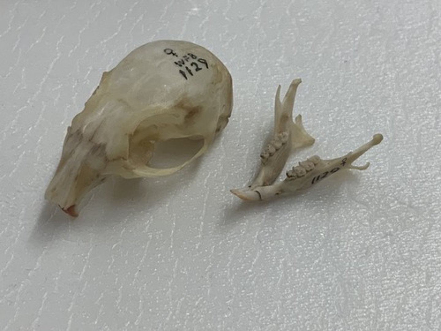 <p>Genus, species</p><p>-5 cheek teeth (peg)</p><p>-tall cusps</p><p>-interorbital constriction narrower than postorbital</p>