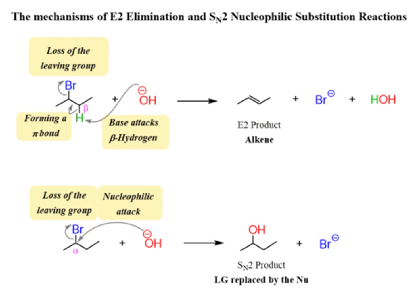 <p>Sn2 and E2</p>