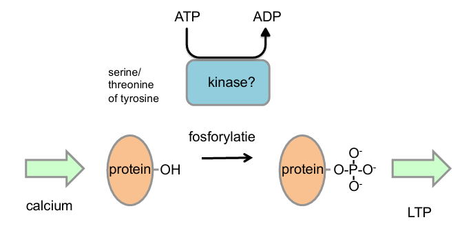 <p>calcium » protein-OH > gefosforlyseerd kinase?? » eiwit-pooo > LTP</p>