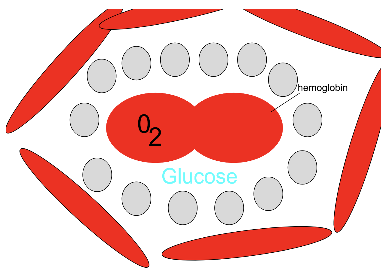 <ul><li><p>Plasma (55%)</p><ul><li><p>water</p></li><li><p>other dissolved substances</p></li></ul></li><li><p>Cellular elements (45%)</p><ul><li><p>red blood cells </p></li><li><p>white blood cells</p></li><li><p>platelets</p></li></ul></li></ul>