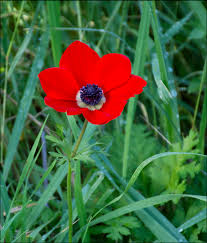 <p>Wind Flower</p>