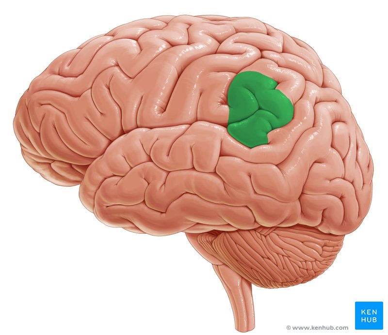 brainzzzzzzz Flashcards Knowt