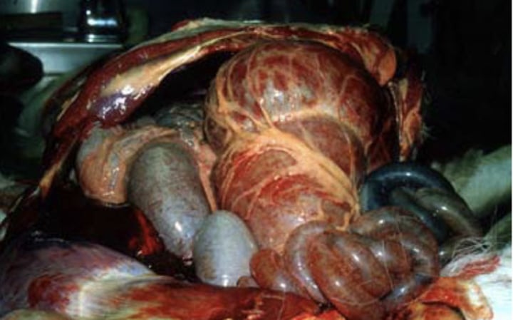 <p>A white tailed deer carcass was submitted for necropsy after being found dead near water with sloughed hooves. You find scaring in the forestomach, splenomegaly, pulmonary edema, swelling of tongue, and petechial hemorrhages. This deer likely died from...<br><br>a) Herpesvirus<br>b) EHDV or BlueTongue<br>c) Rabies<br>d) Chronic Wasting Disease</p>