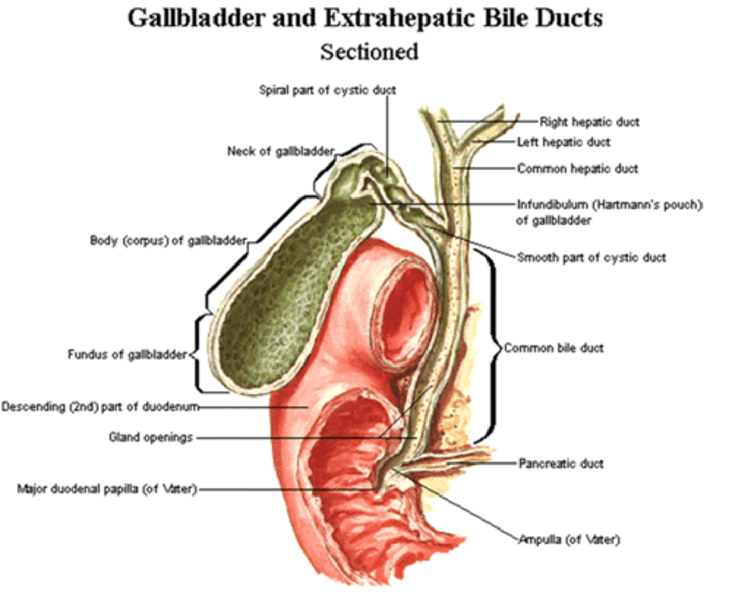 <p>1. Needed for emulsification of fats and fat absorption.</p><p>2. Contains water, bile salts (Na, Cl, K, HCO3-), bilirubin and cholesterol.</p><p>3. Released into duodenum via common bile duct to be absorbed and recycled.</p>