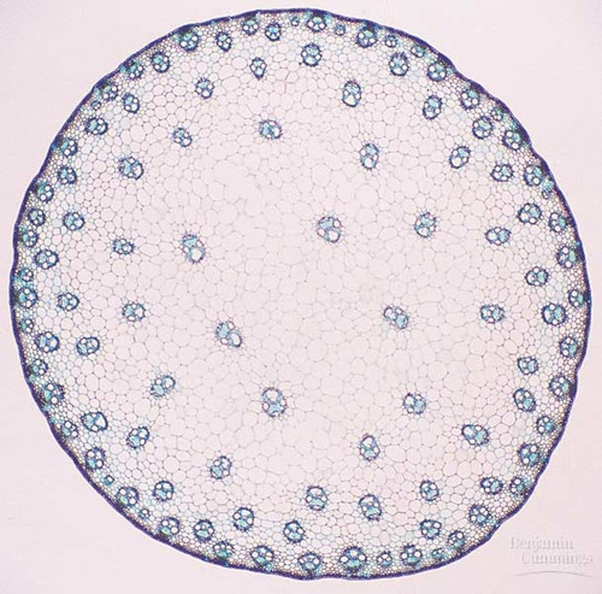<p>Monocot or dicot?</p>