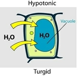 <p><em>Turgid Putting plant cells in a solution of higher water potential than the inside of the cell</em></p>