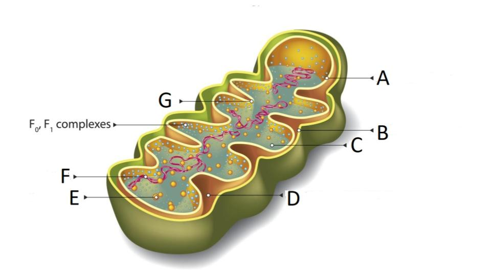 <p>C</p>