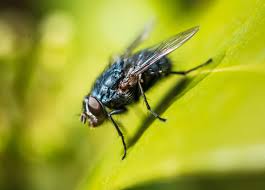 <p>Common name: Flies. Neopteran. Endopterygota/ Holometabolous.</p>