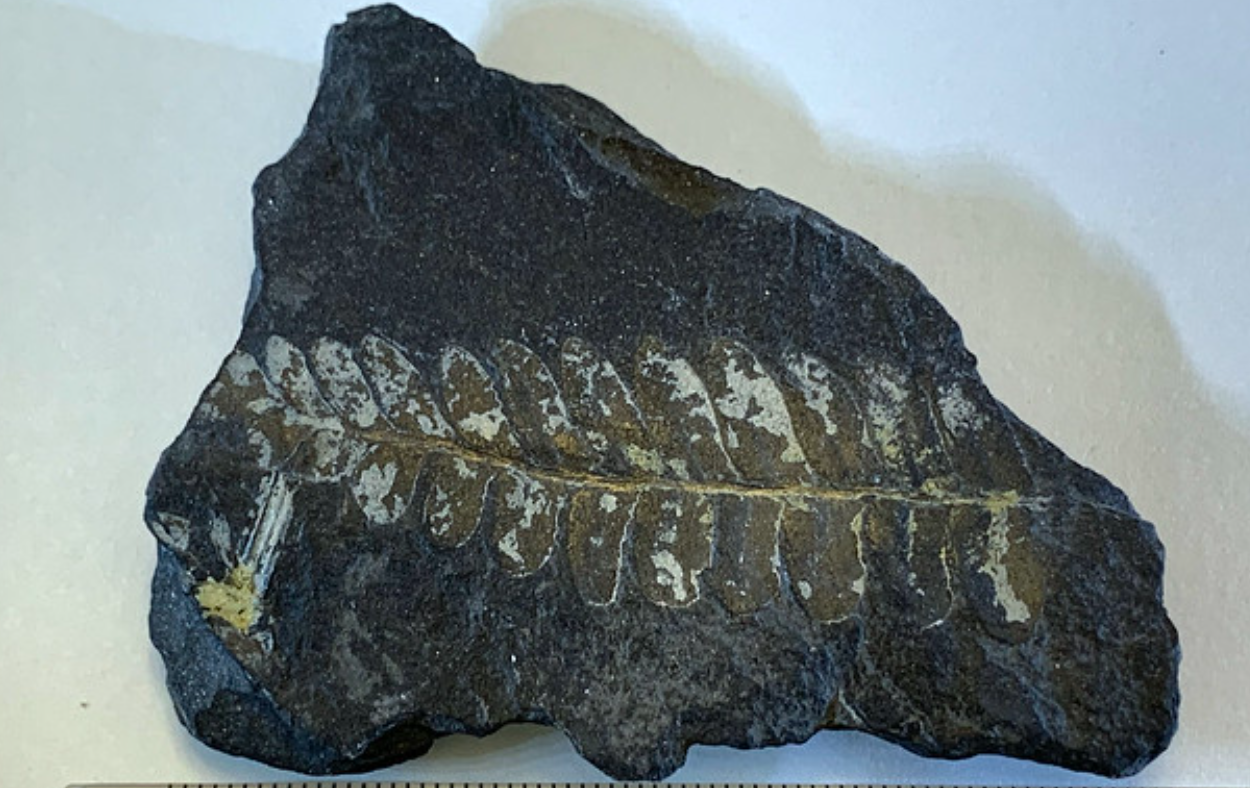 <p>Name</p>