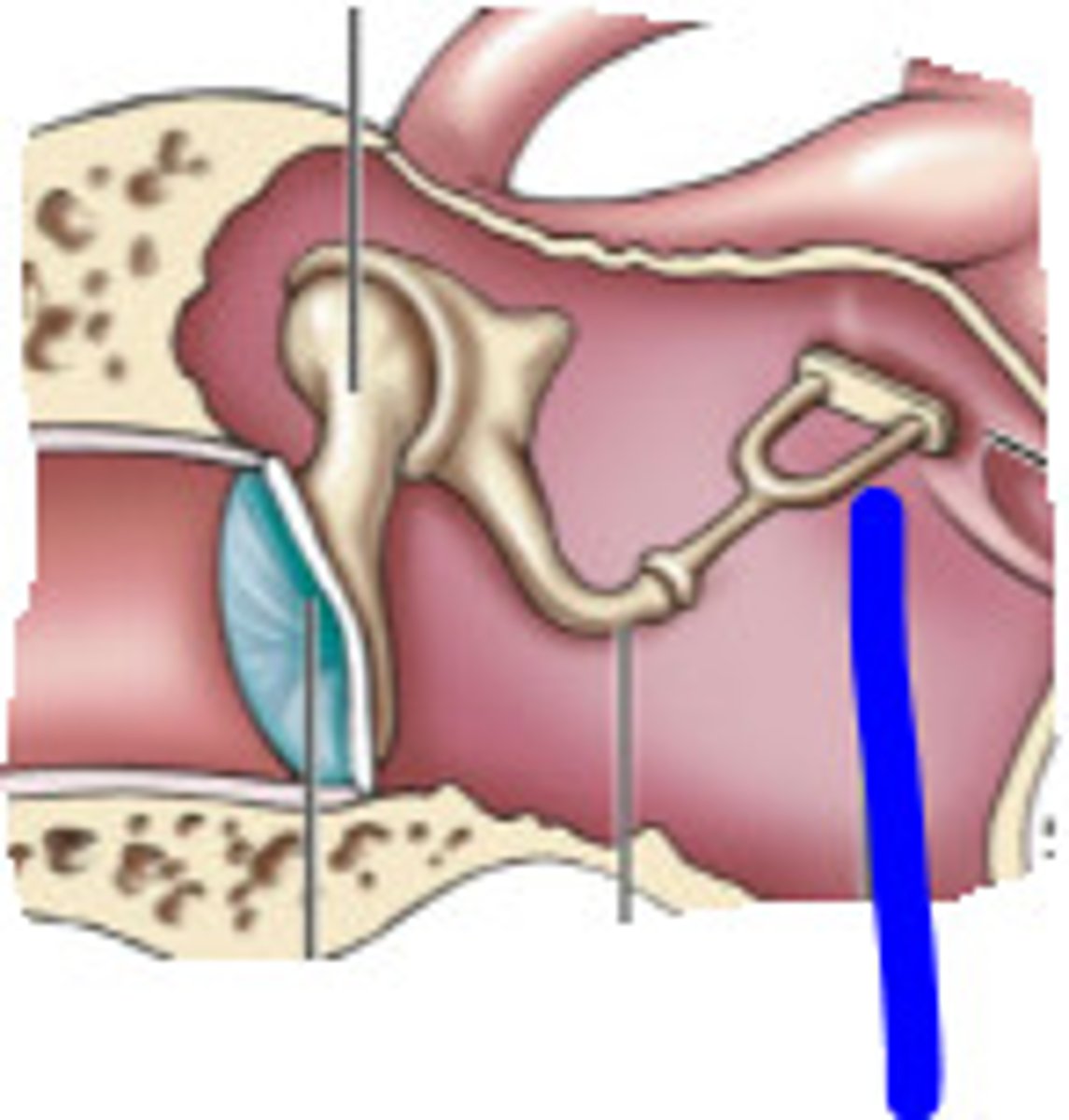 <p>presses on the oval window of the inner ear</p>