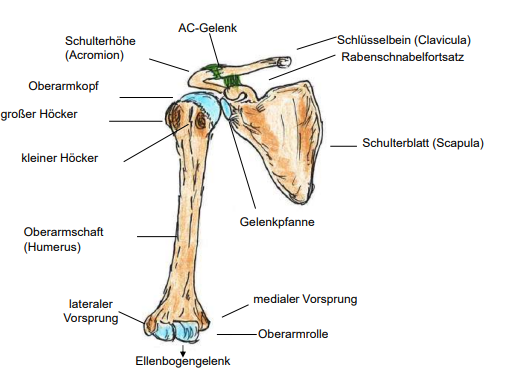 <p>Schultergelenk mit Oberarm</p>