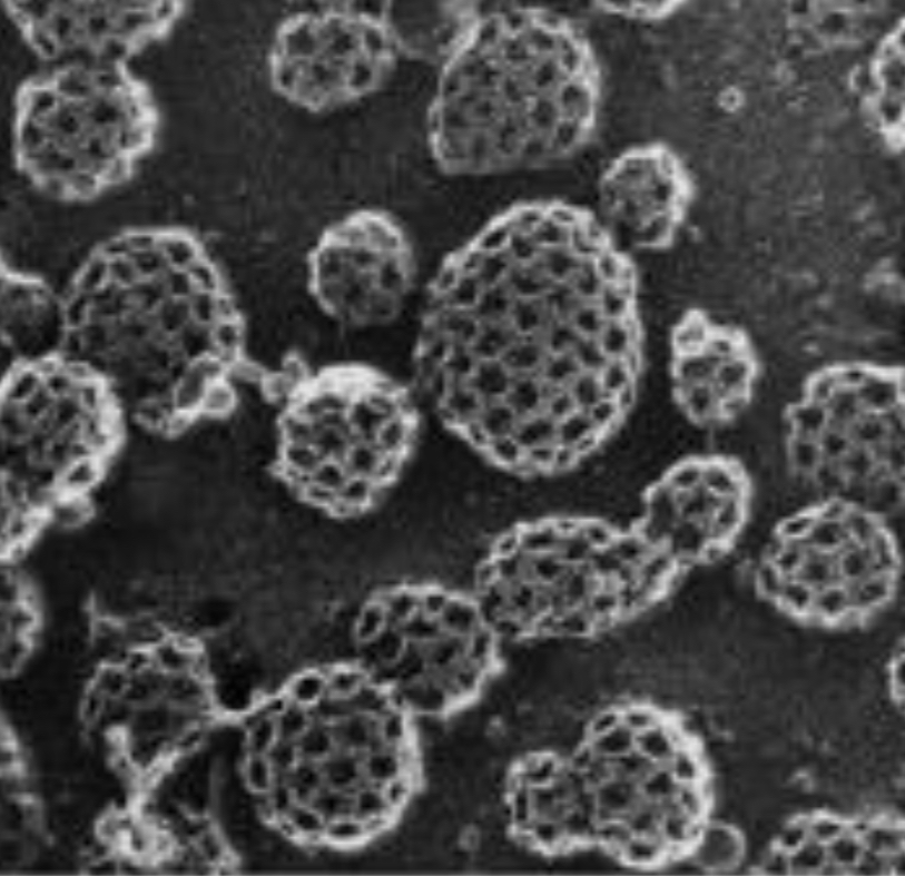 <p>À quel microscopie électronique correspond cette image de cage de clathrine </p>