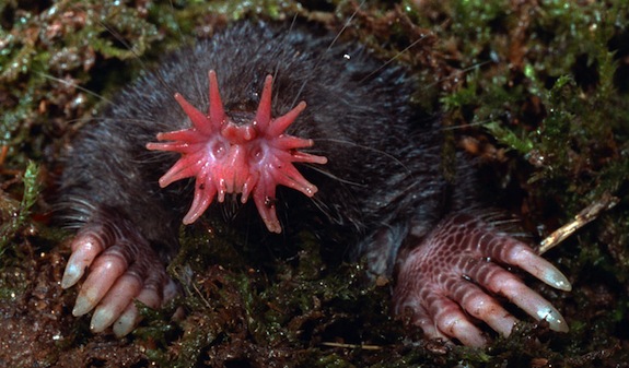 <p>Star-nosed mole</p>