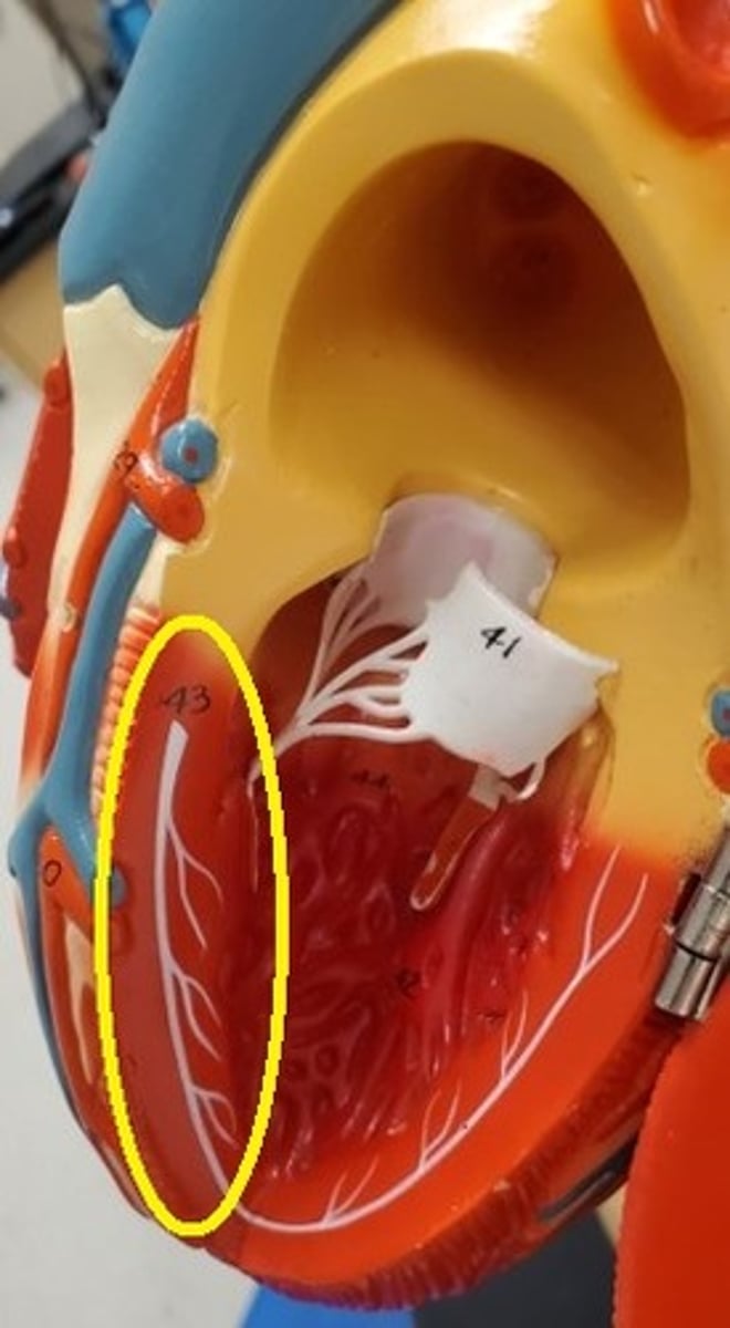 <p>ID the Cardiac Conduction Structure (#43)</p>