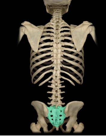 <p>whats this section called? (thicker medial region-5 vertebral bodies)</p>