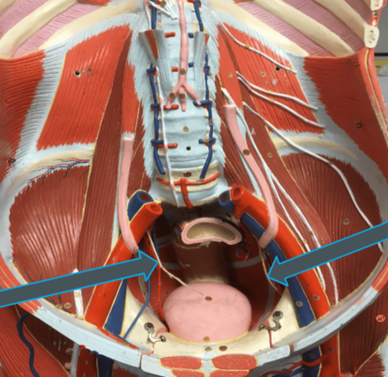 <p>innervates:<br>- adductor muscles</p>