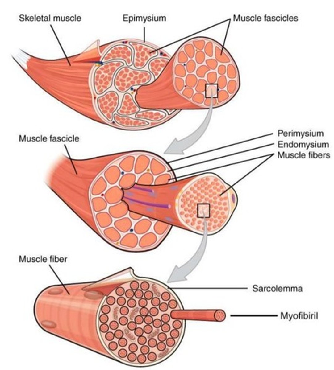 <p>endomysium</p>