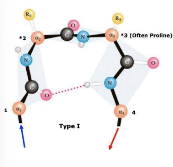 Type 1 Beta sheet Turns